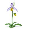 Florere Lady Slipper-orkidé Florere Lady Slipper-orkidé