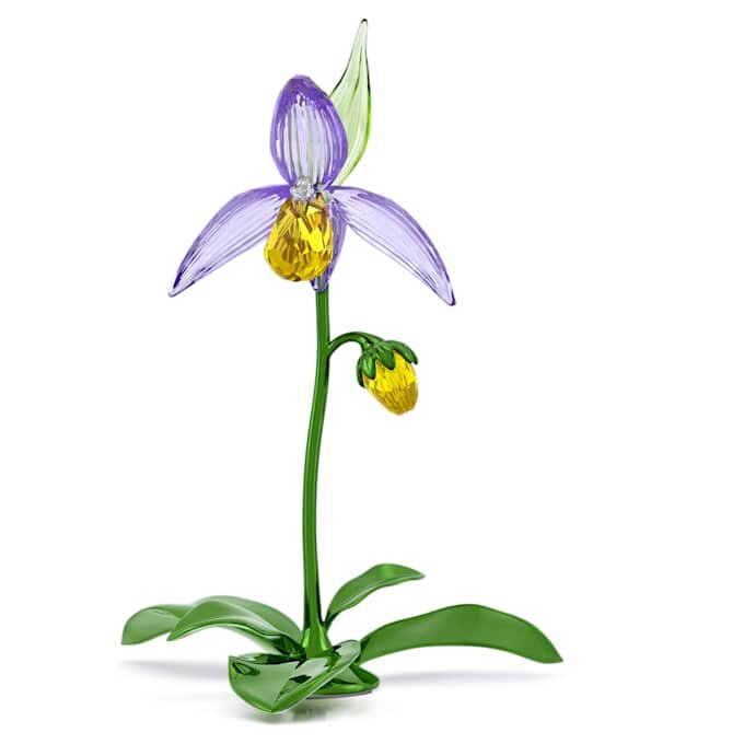 Florere Lady Slipper-orkidé Florere Lady Slipper-orkidé