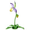 Florere Lady Slipper-orkidé Florere Lady Slipper-orkidé
