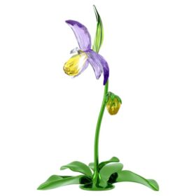 Florere Lady Slipper-orkidé