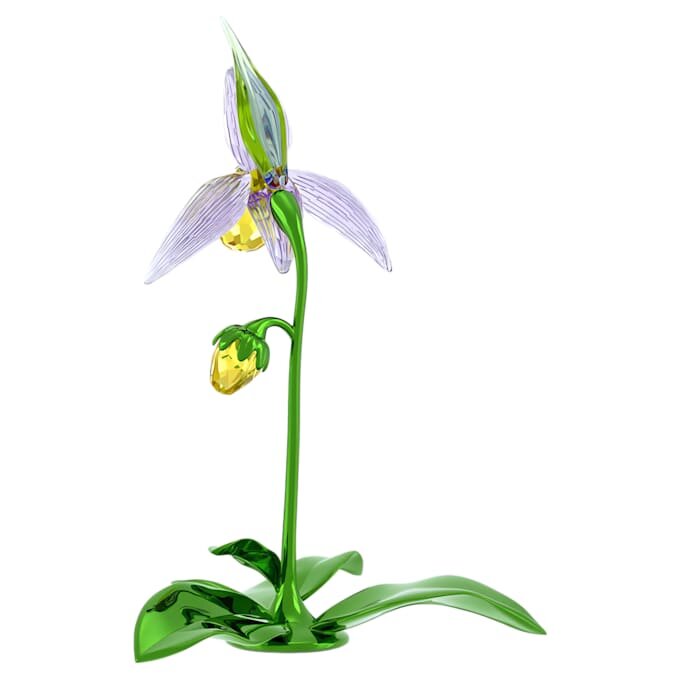 Florere Lady Slipper-orkidé Florere Lady Slipper-orkidé