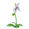 Florere Lady Slipper-orkidé Florere Lady Slipper-orkidé
