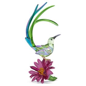 Idyllia: Sockersfågel och kaktusblomma